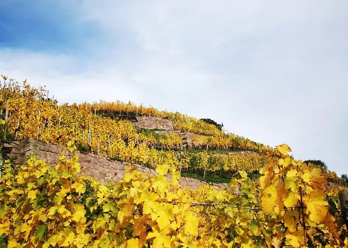 Bambus, Jungle, Dachterrasse & Bequem Bis Zentrum